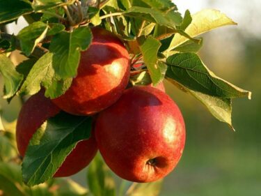 潰瘍性大腸炎でりんごを食べるとどうなる？実際に経験したこと